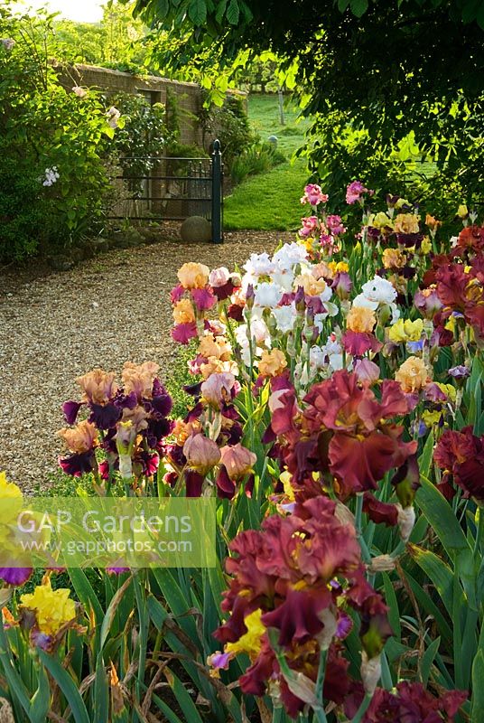 Bed of mixed bearded Irises beside gravel path leading to adjoining field. Old Rectory, Kingston, Isle of Wight, Hants, UK