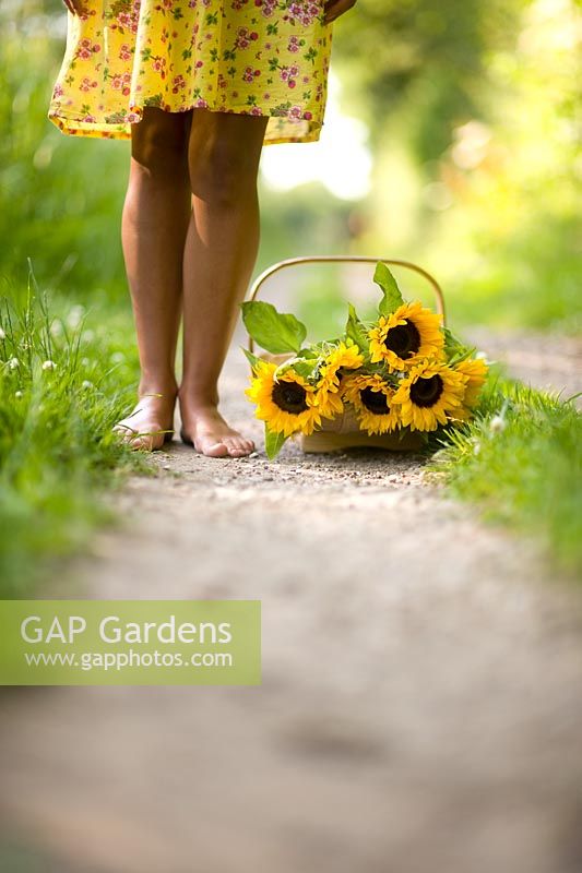 Barefoot woman wearing a flowery yellow dress with a trug of Sunflowers on a rural path
