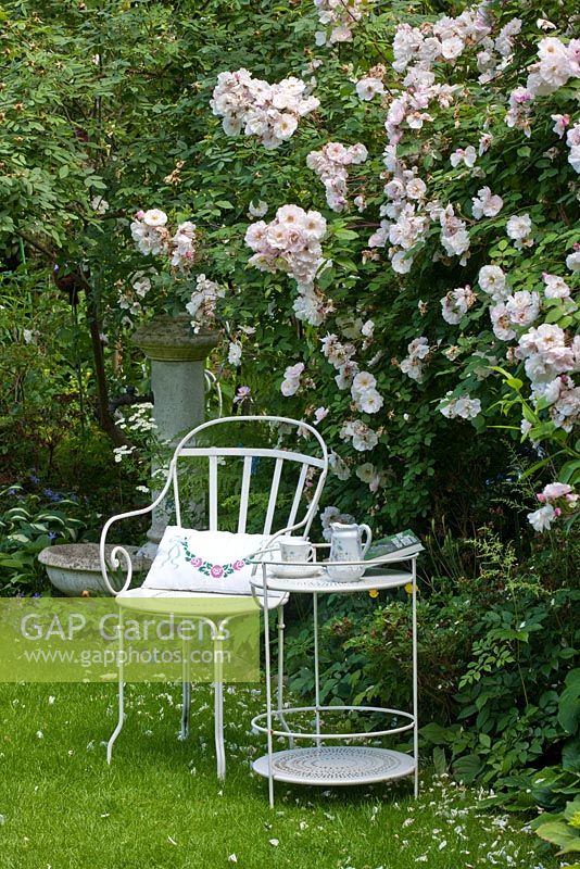 White metal garden furniture against the backdrop of an antique watering station. Rosa 'Venusta Pendula' 
