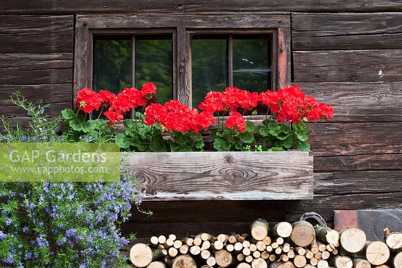 Window of rustic wooden house with a wood pile a window box with Zonal Pelargonium and Rosmarinus officinalis