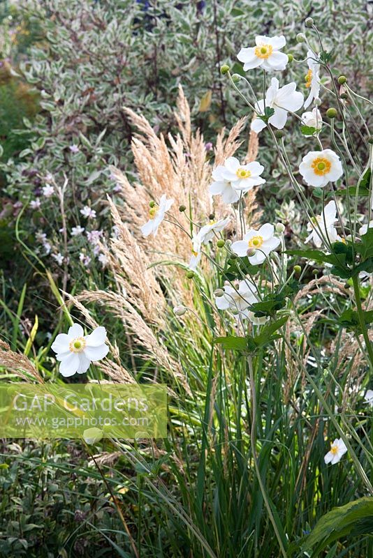 Stipa brachytricha - Korean Feather Reed Grass, syn. Calamagrostis brachytricha, Anemone Japonica 'Honore Joubert', Cornus alba 'Variegata'
