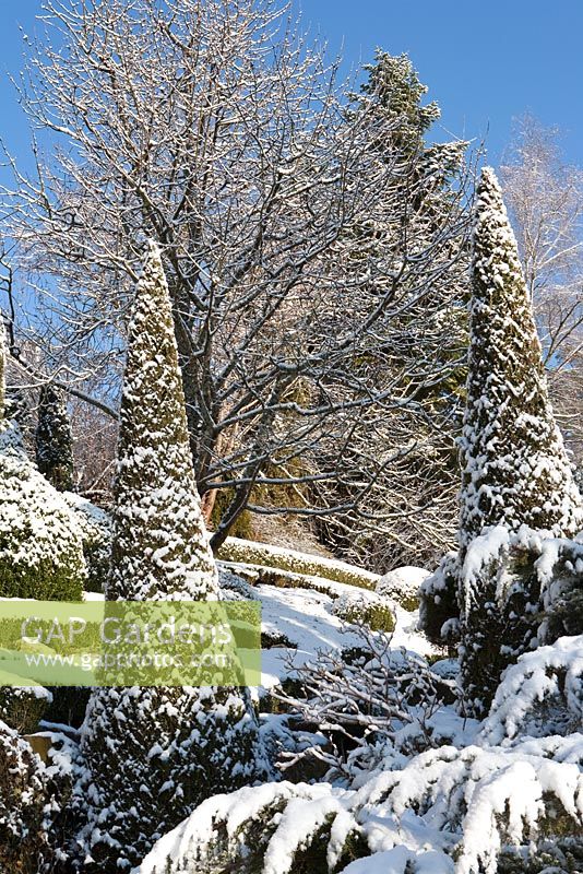 Buxus sempervirens and Thuja occidentalis  'Smaragd' covered in snow