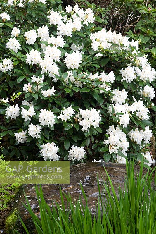 Rhododendron 'Cunningham's White' by water fountain