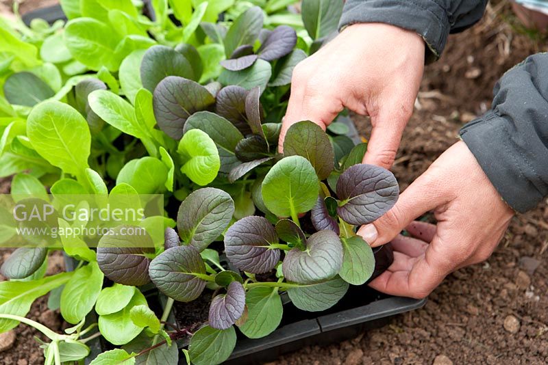 Woman preparing to plant various organic salad crops growing in cell modules. Varieties include Lettuce 'Little gem', Red Komatsuna, Baby leaf Pak Choi