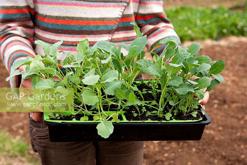 Woman holding cell grown Brassica plants ready for planting