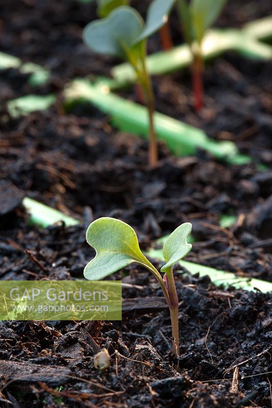 Organic Brassica - Kale 'Nero de Toscana' seedlings, grown in plastic cell modules emerging in May, planted in greenhouse