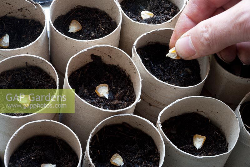Sowing Sweetcorn 'Golden Bantam' seeds in cardboard toilet roll holders