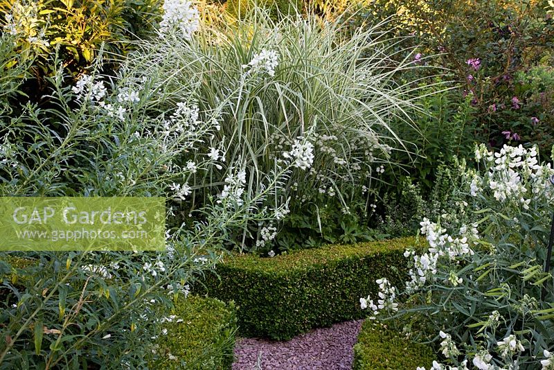A gravel path leads through white themed borders edged with low clipped Buxus - Box hedges. Rosa 'Sawny', Epilobium angustifolium 'Album', Lathyrus latifolius 'Albus', Miscanthus sinensis 'Variegatus', Verbascum chaixii 'Album'