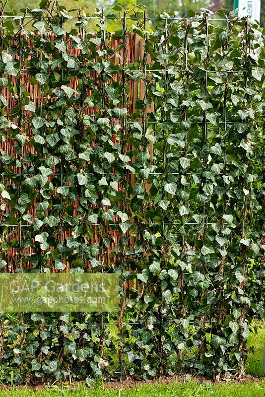 Hedera helix - Ivy on metal grid, backed by wicker trellis, used as privacy screen