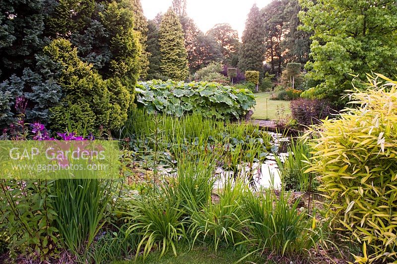 View north, west across pond. Iris ensata and Pleioblastus auricomus in foreground - Greenways garden, Cheshire 
