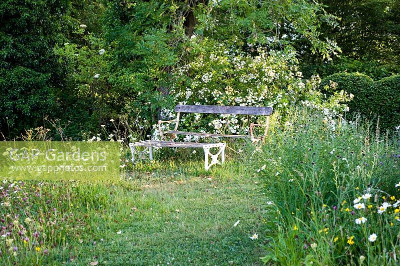 Wild flower meadow with seating. Plants include Lotus corniculatus - Birds foot trefoil, Leucanthemum vulgare - Ox Eye Daisy
