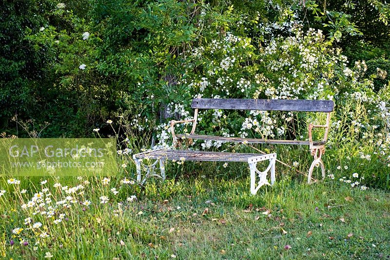 Wild flower meadow with seating. Plants include Lotus corniculatus - Birds Foot Trefoil, Leucanthemum vulgare - Ox Eye Daisy 
