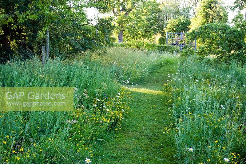 Wild flower meadow with path and seating. Plants include Lotus corniculatus - Birds foot trefoil, Leucanthemum vulgare - Ox Eye Daisy
