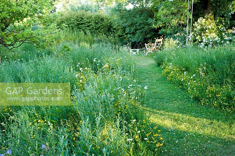 Wild flower meadow with path and seating. Plants include Lotus corniculatus - Birds foot trefoil, Leucanthemum vulgare - Ox Eye Daisy 
