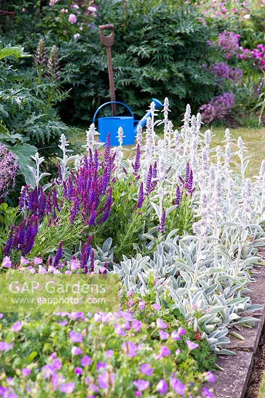 Border of Stachys byzantina - Lambs Ears, Salvia - Sages, and Geraniums with blue watering can and fork