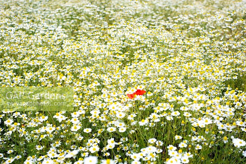 Meadow of Matricaria recurtita - wild chamomile, Pineapple weed or May weed
