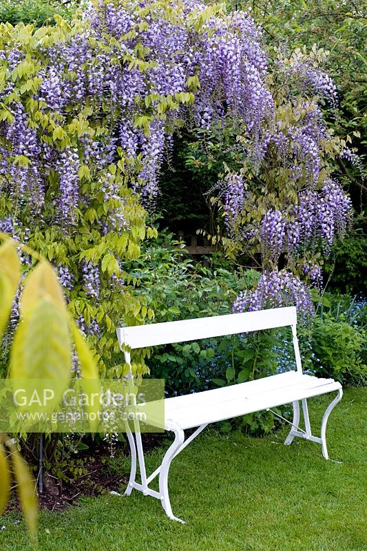 Arch of Wisteria 'Caroline' with white seat - Wickets, Essex, NGS 
