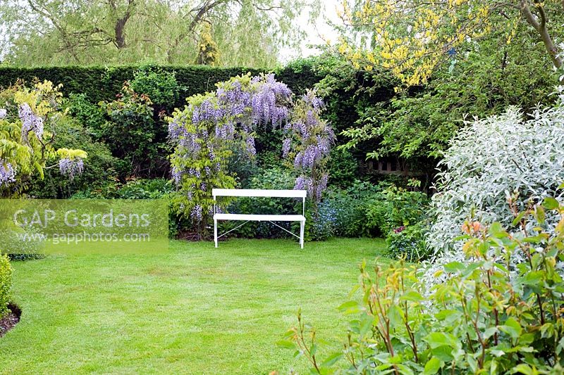 Spring garden with arch of Wisteria 'Caroline' and white seat - Wickets, Essex, NGS 
