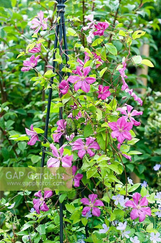 Clematis 'Margot Koster' on support with Geranium 'Blue Cloud'