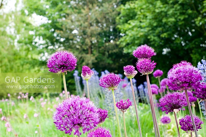 Allium 'Purple Sensation' growing in grass in wild garden - Wickets, Essex NGS