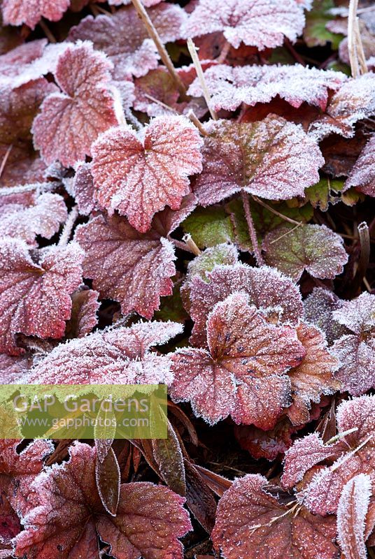 Frosted Heuchera leaves
