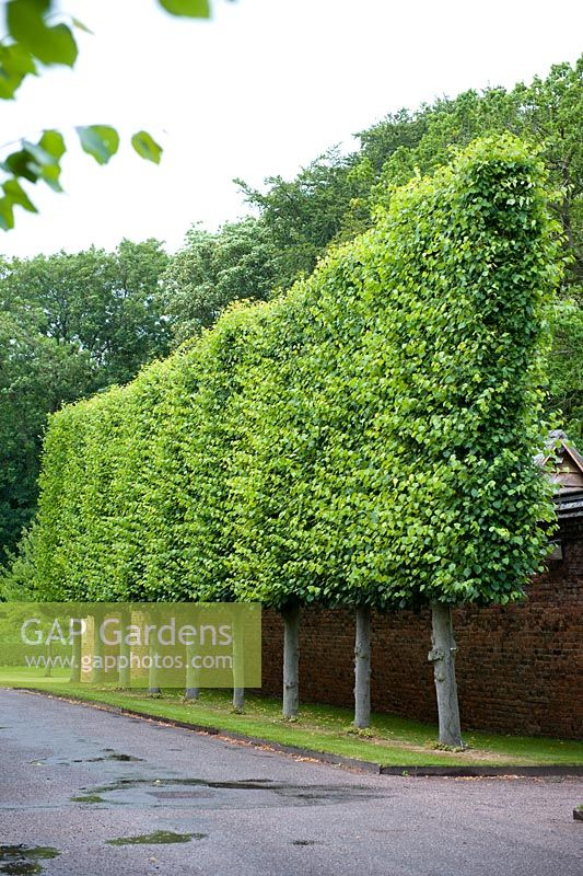 Pleached Tilia - Lime Avenue. Arley Hall and Gardens, Cheshire, early July