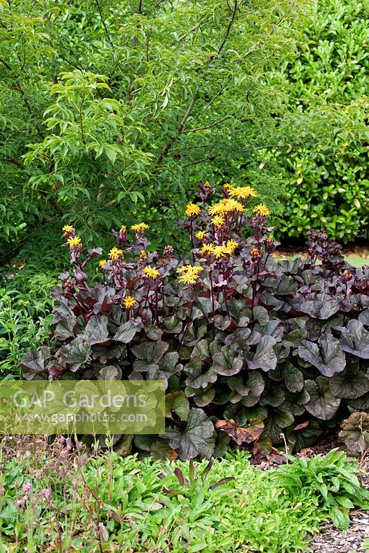 Ligularia 'Britt Marie Crawford' - Golden Groundsel in woodland setting