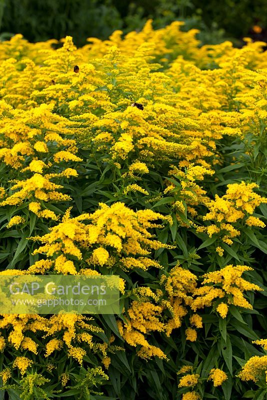 Solidago 'Crown of Rays' - Goldenrod