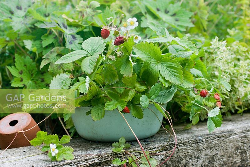 Alpine strawberries in tin container