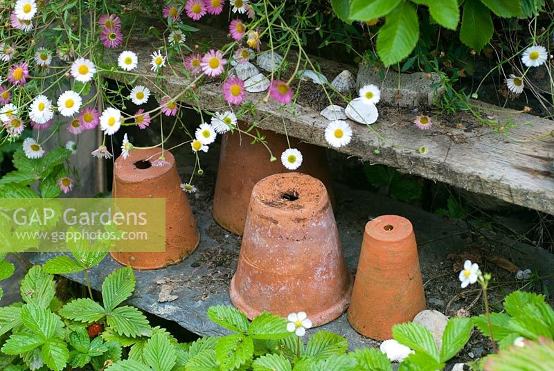 Old clay pots with Erigeron karvinskianus
