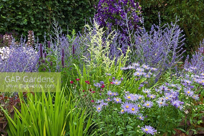Aster frikartii, Perovskia atriplicifolia 'Blue Spire', Agastache 'Blue Fortune' and Artemisia lactiflora - end of July at Merriments Gardens.  East Sussex.