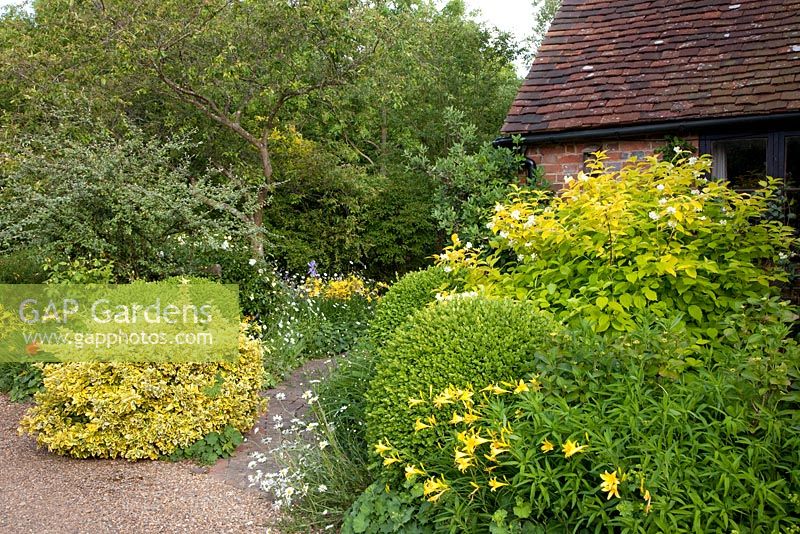 Front garden with border of Buxus - Box topiary, Euonymus japonicus Cotoneaster, Hemerocallis - Day Lilies, and Philadelphus coronarius aureus - Mock Orange
