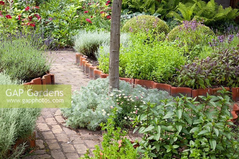 Herb garden with Buxus - Box balls, Lavandula - Lavender, Foeniculum vulgare - Fennel, Salvia officinalis - Sage, Santolina - Cotton Lavender, Mentha - Mint in beds edged with terracotta tiles
