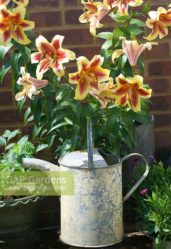 Lilium 'Nymph' growning against wall with metal watering can