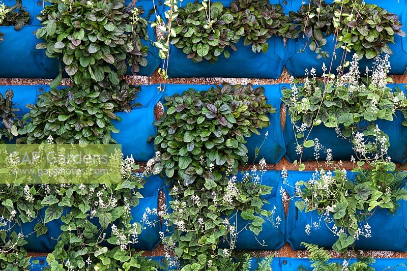 Plants in a woolly pocket living wall