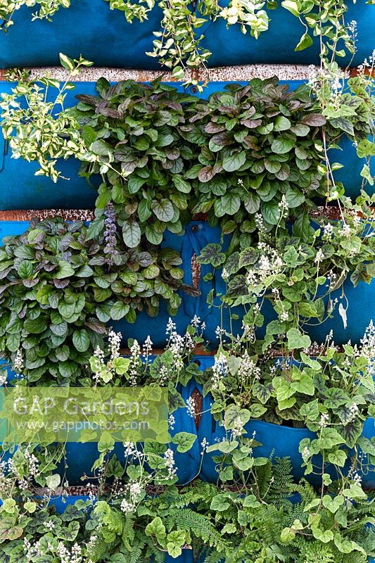 Plants in a woolly pocket living wall