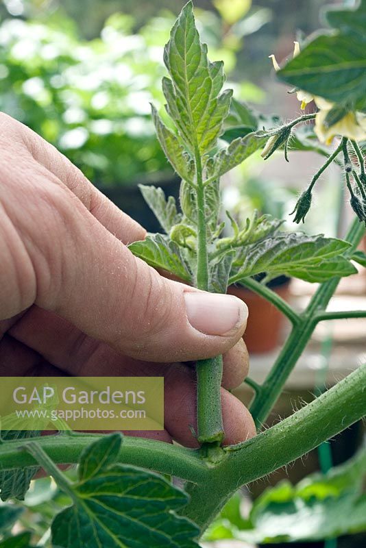 Removing side shoots from a tomato plant
