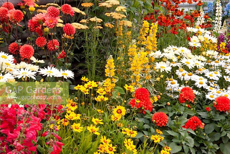 Colourful border with Dahlias. 'The Schedule' garden - Gold Medal winner, RHS Flower Show Tatton Park, Cheshire 2011 
