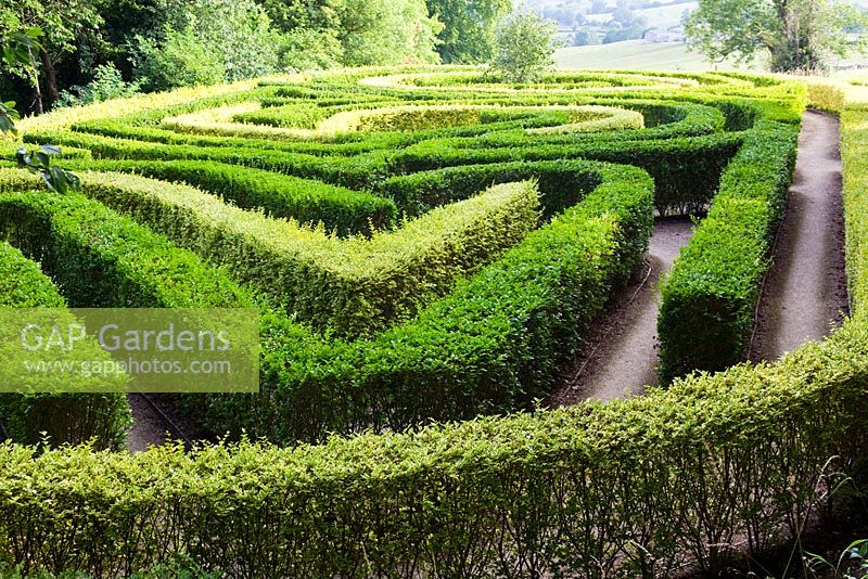 250th anniversary Maze created in 1999 of  Ligustrum ovalifolium and Ligustrum ovalifolium 'Aurem' - Privet and Golden Privet. Painswick Rococo Garden, Gloucesetershire, UK, August. 