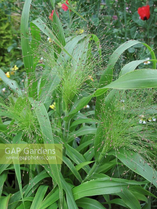 Panicum elegans 'Frosted Explosion'                               