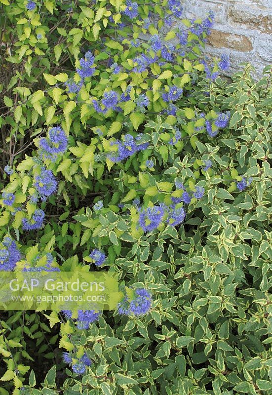 Caryopteris clandonensis 'Worcester Blue' with Cistus corbariensis 'Rospico' - Rock Rose, growing at the base of a warm wall                               