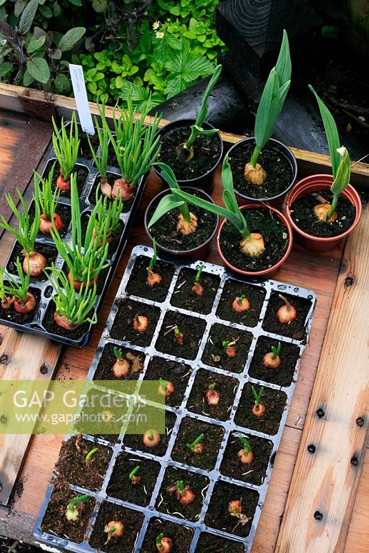Alliums - Garlic, Shallots and Onion sets being grown on in pots and cell trays to give them a flying start and allow them to be planted out when soil conditions are ideal