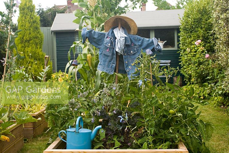 Vegetable plot with scarecrow and blue watering can