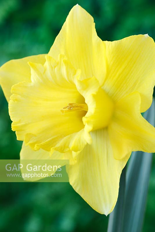 Narcissus 'Best Seller' - Daffodil, Div 1 Trumpet. The trumpet fades from yellow to creamy white as flower ages, March