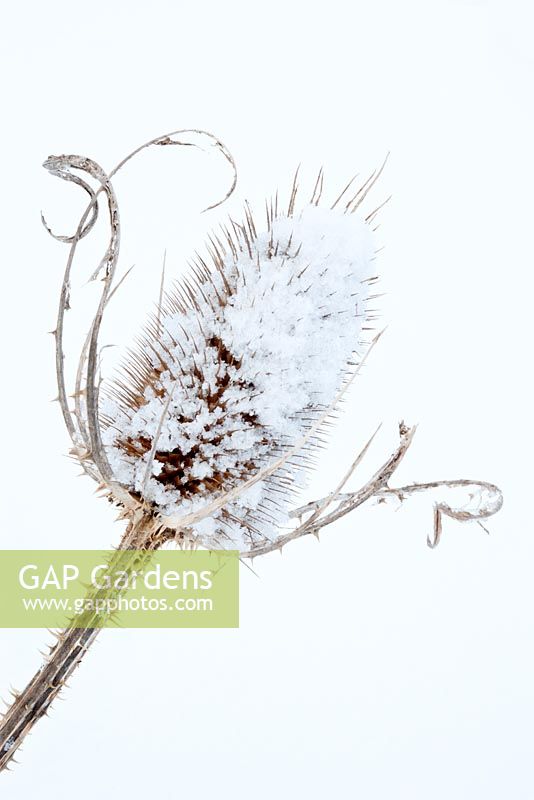 Dipsacus fullonum - Teasel in winter landscape covered in snow
