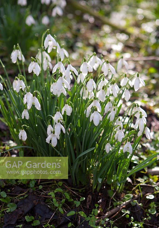 Galanthus - Snowdrops at Painswick Rococco Gardens, Gloucestershire