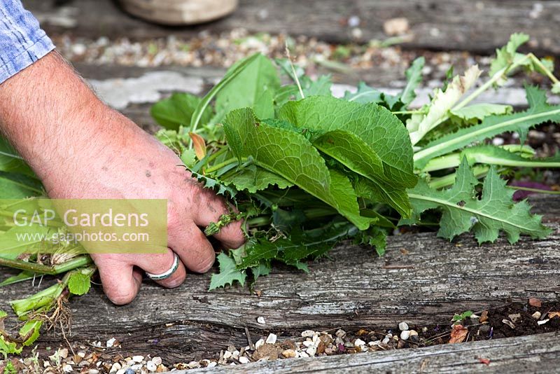 Hand weeding annual weeds - Growing Together Nursery