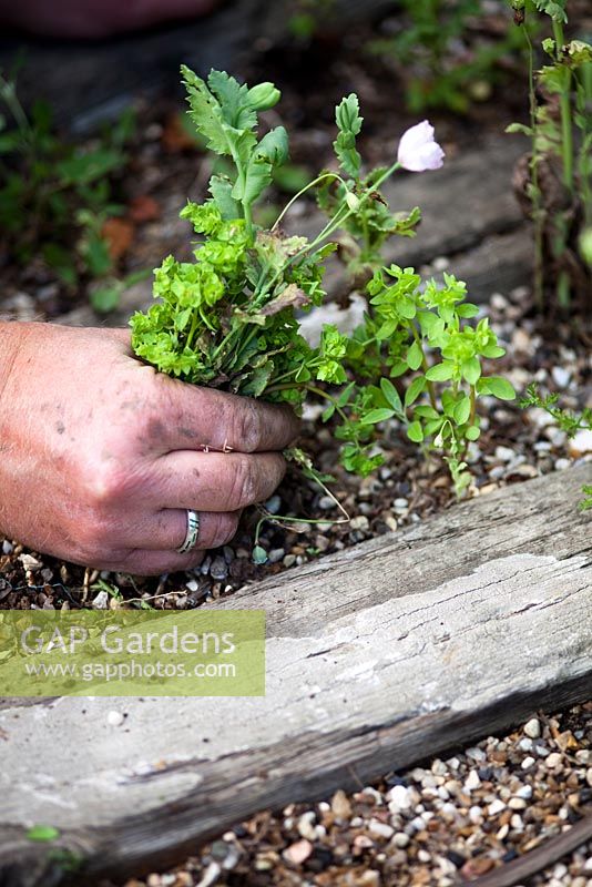 Hand weeding annual weeds - Growing Together Nursery
