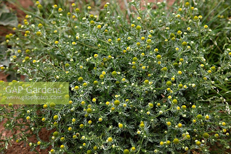 Matricaria matricarioides - Pineapple Mayweed 