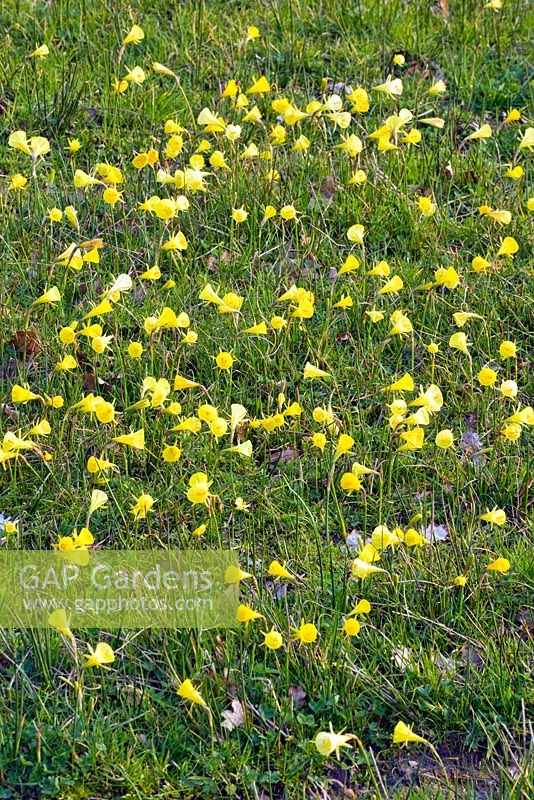 Narcissus bulbocodium - Hoop Petticoat Daffodils naturalised in grass - the Alpine Meadow, RHS Wisley, Surrey 